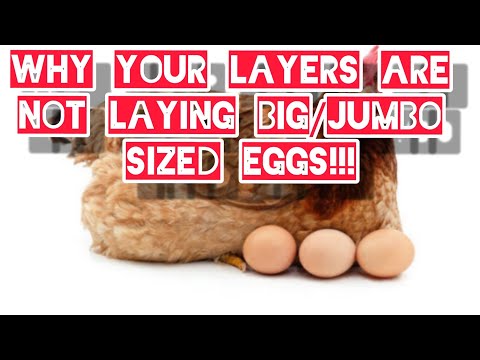 Why your layer chickens are not laying BIG/JUMBO EGGS consistently #egg  #layers #chicken #poultry