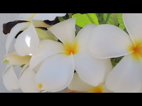 Lovely flowers - nupur's gallery... #shorts