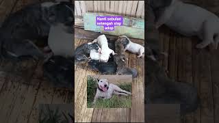 Download lagu NANTI KLO SUDAH USIA SEBULAN SETENGAH SIAP ADOP GUYS #anjingpemburu #bullterrier #trendingshorts mp3