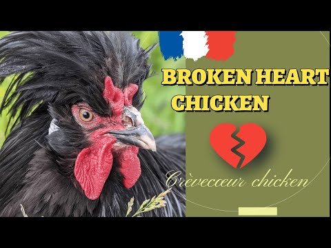 , title : 'Crèvecœur chicken breeds| a chicken with broken heart'