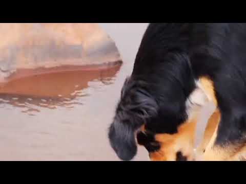 #The Cute Bernese Mountain Dog...