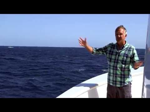 Син кит се пошегува с журналисти 