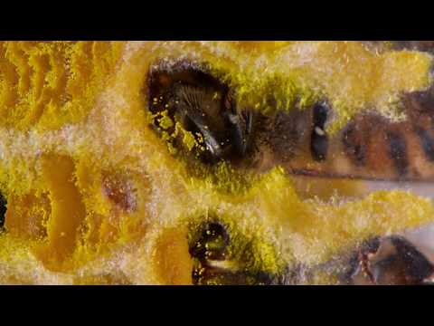 Inside the Bee Hive what honey bees do.  See eggs, larvae, Queen Laying Eggs, pollen, Condensation