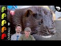 Mink The Best Pet Mammal