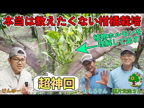 果樹の成長を促進するにはどうすればよいですか?何をするか？  庭園