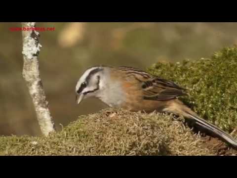Escribano montesino ( Emberiza cia ) Rock Bunting