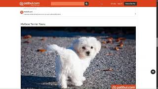 Maltese Terrier Fiyat - Yavru, Satılık & Sahiplendirme İlanları | pati