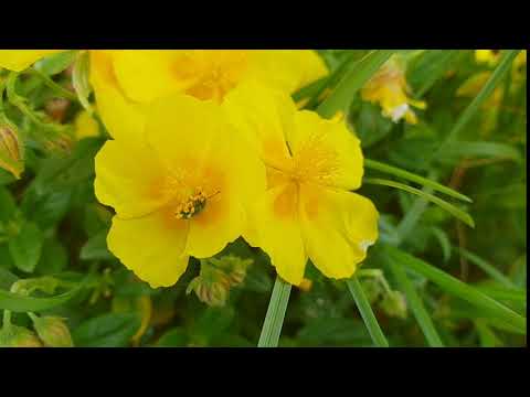 Helianthemum nummularium, Blog/EHmendizmendi