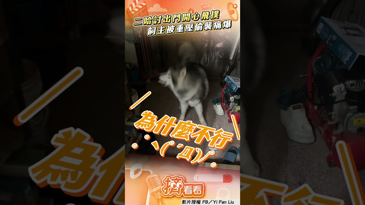 影音/調皮二哈討出門「開心飛撲」 飼主被重壓痛爆:咬到我P股了!
