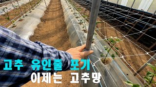 고추 유인줄 포기 이제는 고추망 쓴다
