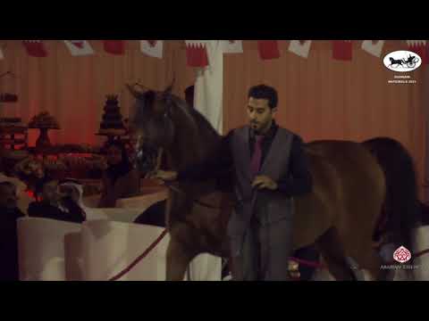 N 43 BETOL AL HAWAJER   Bahrain National Championship 2021   Mares 4+ Years Old Class 4A