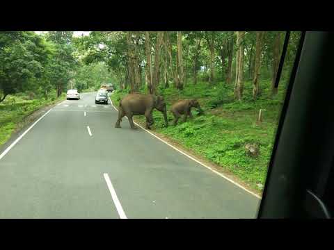 Elephant crossing muthumali