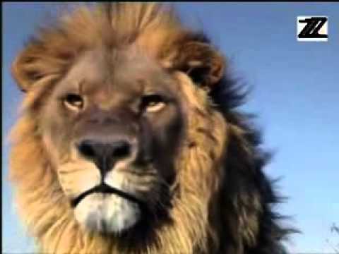 WES MADIKO .  '' IN YOUPENDI ''