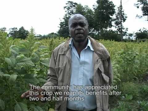 Farmer of The Year Award  The Grain Amaranth