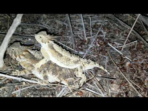 Graphic content! Viewers discretion is advised. Regal horned lizards mating