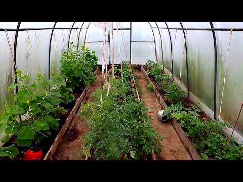 Теплица 1/ Свой Дом/Greenhouse 1/ Our Home