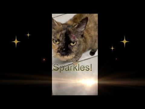 Sparkles, an adoptable Domestic Short Hair in South Ozone Park, NY_image-1