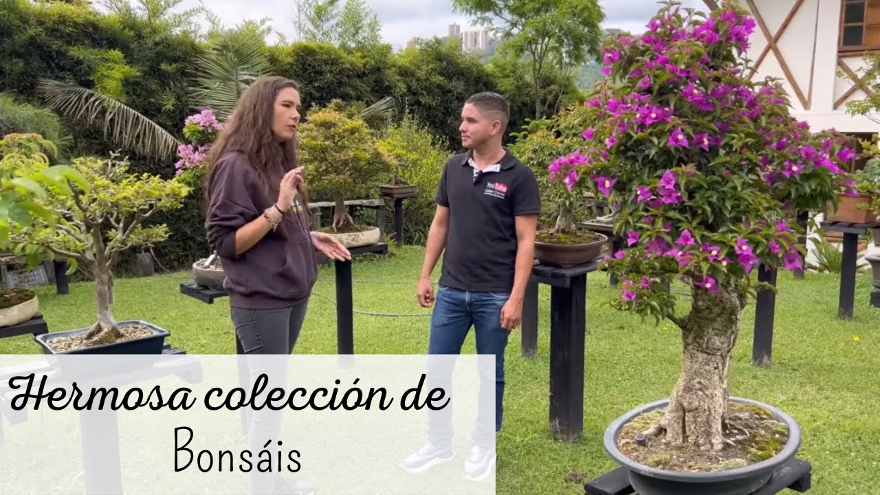IMPRESIONANTE colección de BONSÁIS en JARDÍN COLOMBIANO 🪴