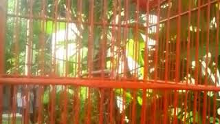 Download lagu Cendet isian kuntilanak , full nembak mp3 Download lagu Cendet isian kuntilanak , full nembak mp3