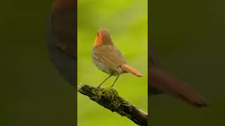 Download lagu burung robin gacor mp3