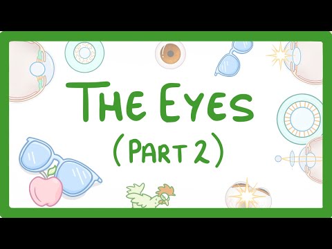 GCSE Biology - How the Eye Works (Part 2) - Accommodation