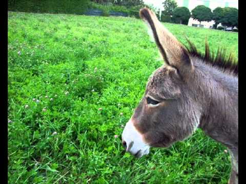 Alla Bua - Ciucciu.wmv