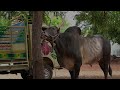 Kaari Movie Trailer Sethupathiraja PRV Paganeri