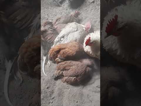 [DZIJO KARKONOSZ] KURZA KĄPIEL w popiele drzewnym