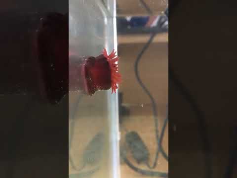 イソギンチャクの増やし方は？なぜ、どのように分割するのでしょうか?  庭園