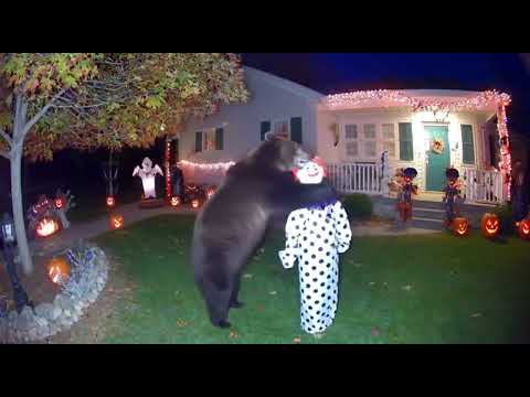 🎃CCTV camera caught: Bears scared by halloween decorations
