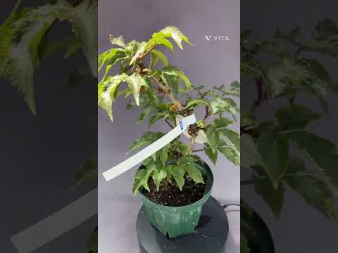 ブラックニワトコ 植物