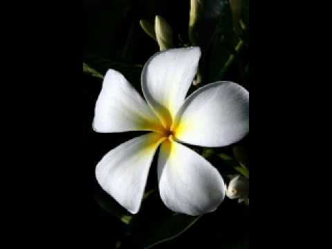 Vorolaki Au by Caucau Ni Delainakulakula