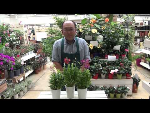 ペンステモン バイカラー