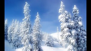 O TANNENBAUM —  Mehrsprachiges Medley (5 Sprachen)