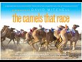 The Camel's That Race - David Mitchell - National Geographic