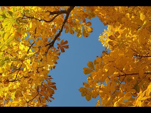 Tua Palavra video