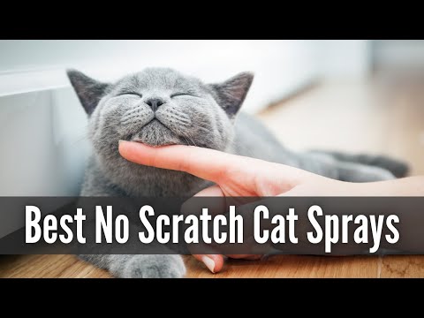 Best Cat Repellent sprays | Top 3 No Scratch sprays for cats