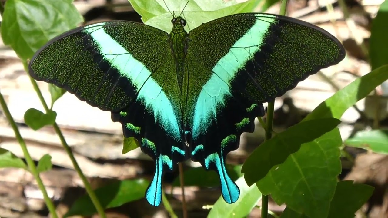 Farfalla Papilio blumei pavone verde in volo, con ali iridescenti color smeraldo e turchese decorate da motivi a occhio di pavone