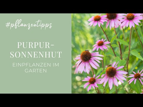 Purpursonnenhut - Einpflanzen im Garten