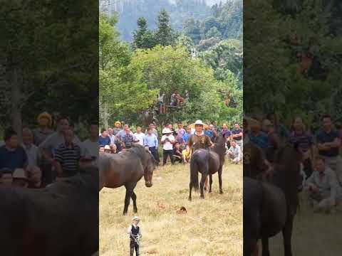 Horse fighting #amazing #youtubeshorts #shorts #viral