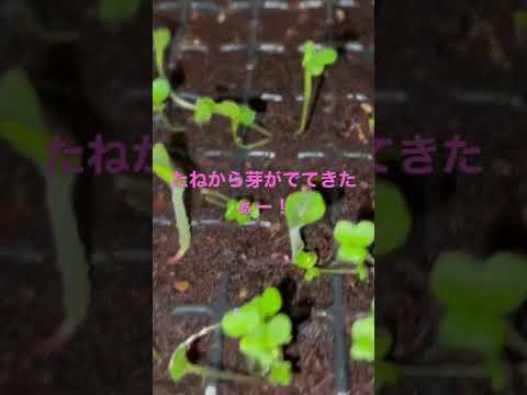 ズッキーニの種を播く前に浸したほうがよいでしょうか？  庭園