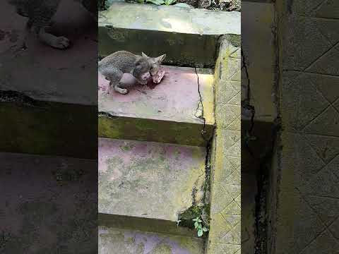 Cats #shorts #shortvideo #shortsfeed