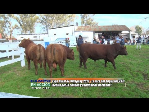 Jura Raza Angus Expo Rural Villaguay 2019 - Javier Ezcurra