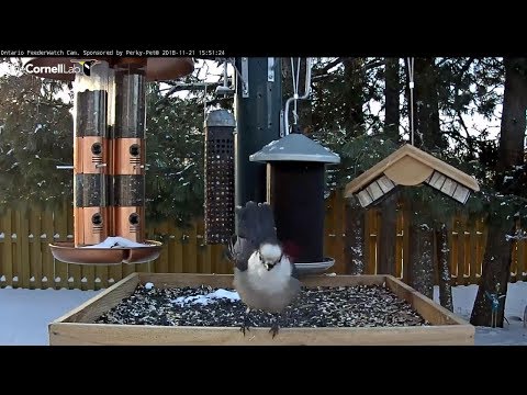 Canada Jay visits    15 51     Video 2018 11 21 155417