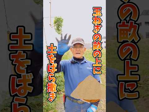 玉ねぎの隣に植える花はどれですか?タマネギのウジ虫を防ぐ植物を発見する  庭園