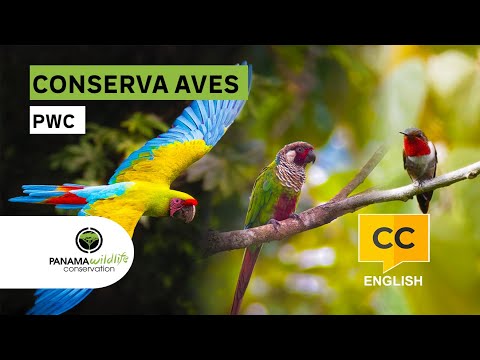 Tree Guardians of Cerro Hoya: Restoring Macaw Forests in Panama