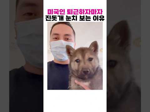 한국에서 온 진돗개가 미국 집사를 길들이는 방법🐶🏡