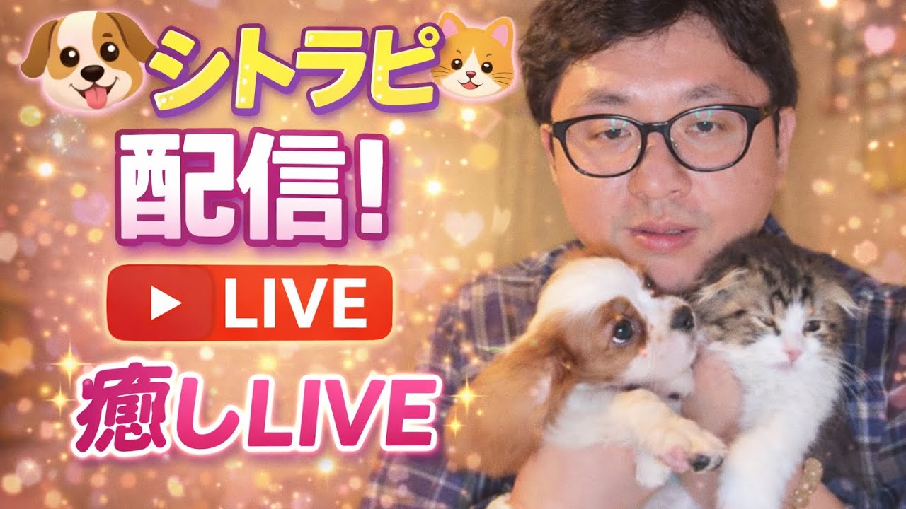 こうのすけ ラファエルさんの屋形船　癒し　波動調整　ラピたん　シトリン