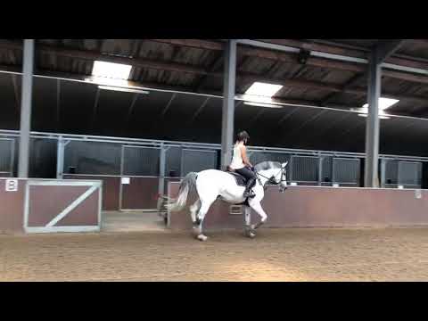 Zirocco Blue VDL 10yo 1.35m