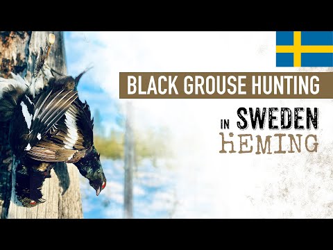 What a perfect Valentine's day 🖤: Black grouse 💥Hunting💥 in SWEDEN 🇸🇪